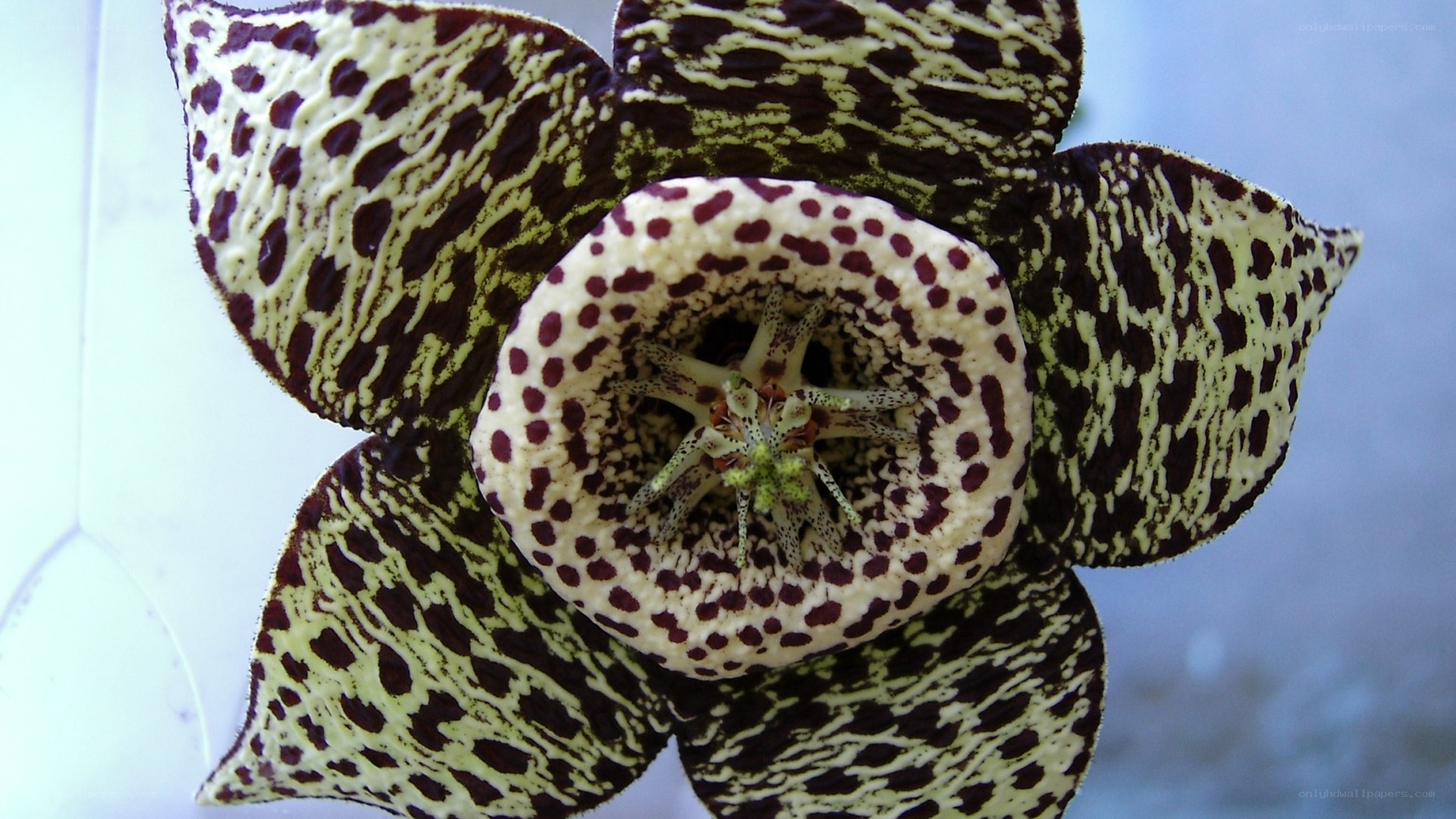 spotted star-shaped flower