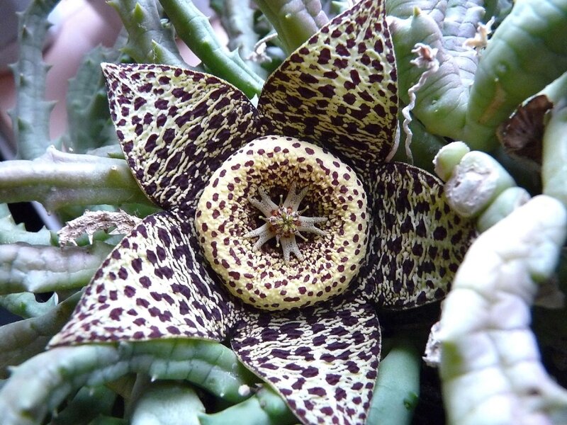 Spotted Starfish Flower