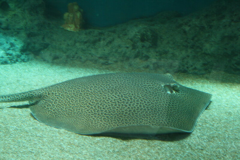 Spotted Stingray on Sand