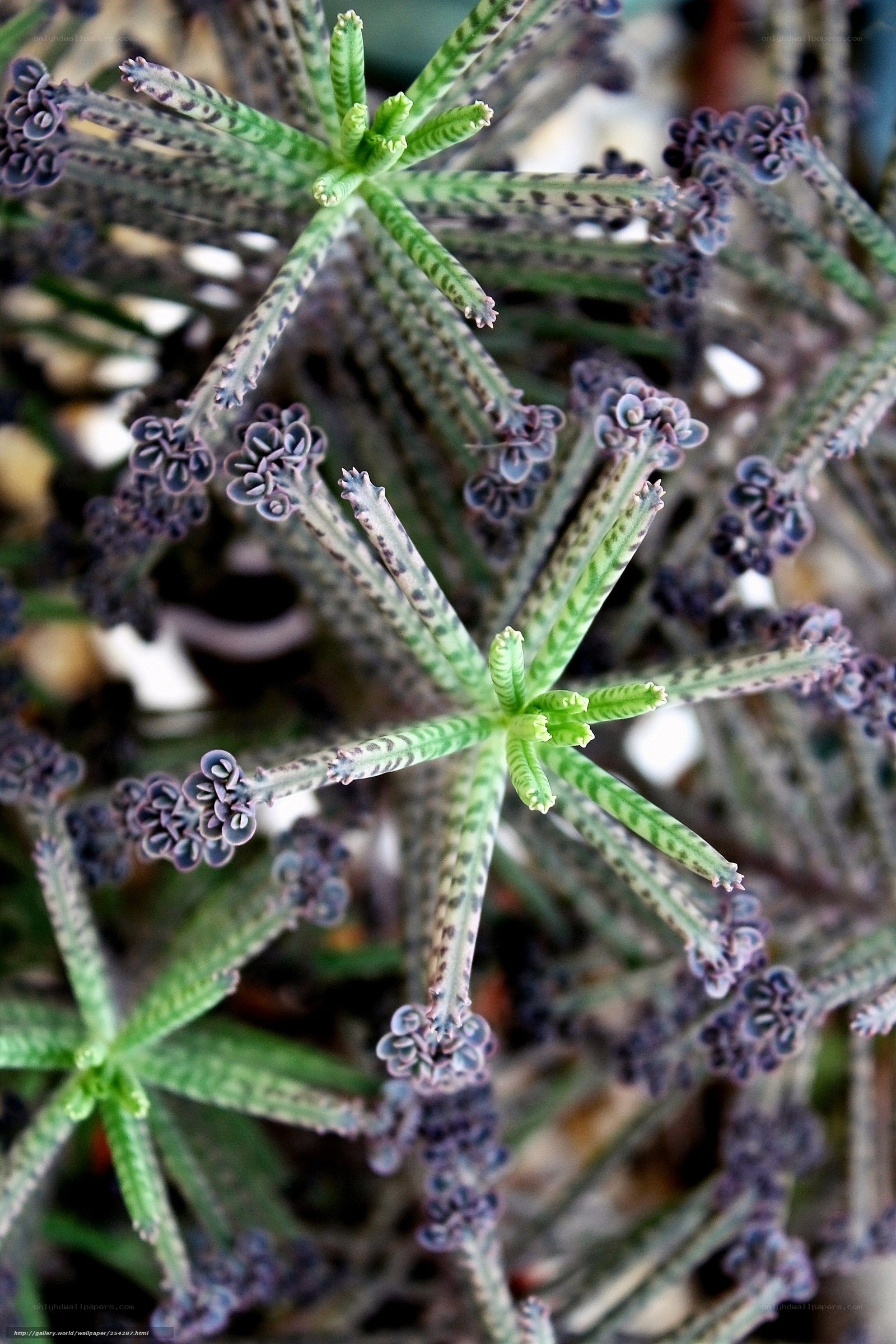 spotted succulent plant close-up