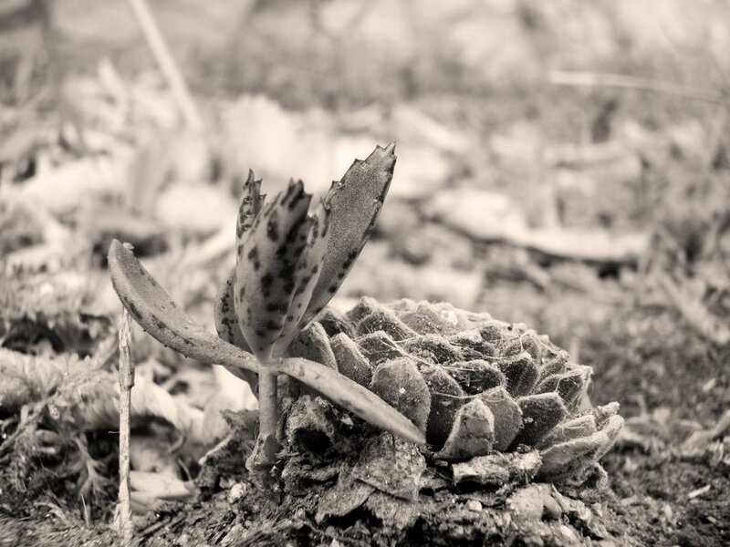 Spotted Succulent Plant