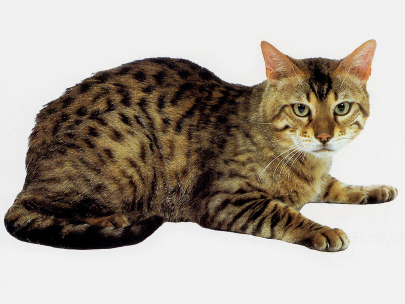 Spotted Tabby Cat