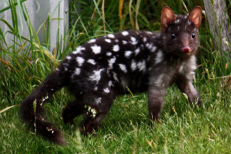 Spotted-tailed Quoll