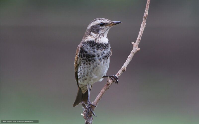 Spotted Thrush on Branch — Brown, Calm