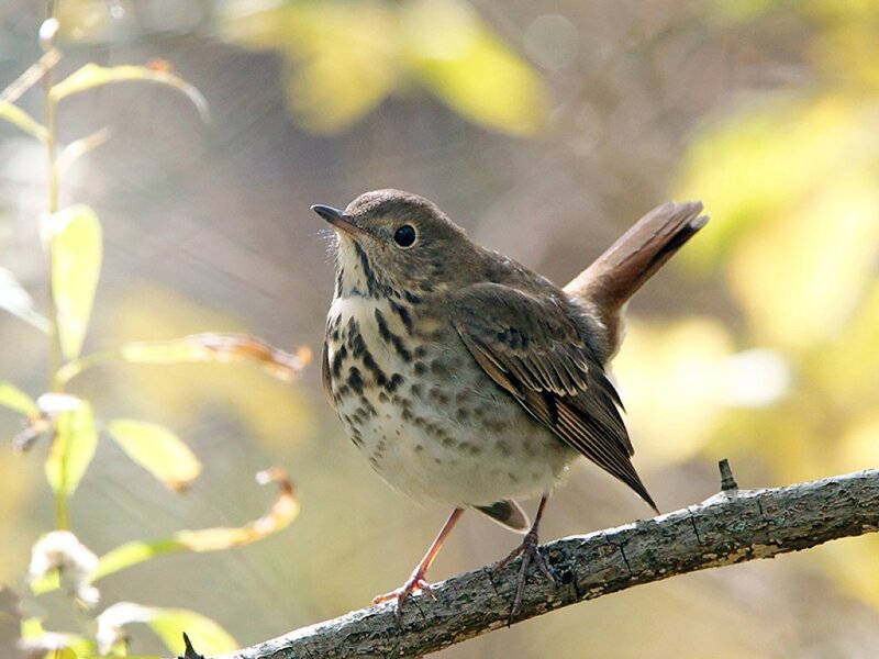 Spotted Thrush on Branch — Brown