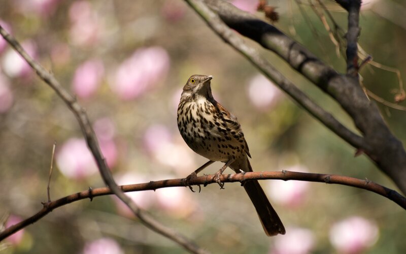 Spotted Thrush on Branch