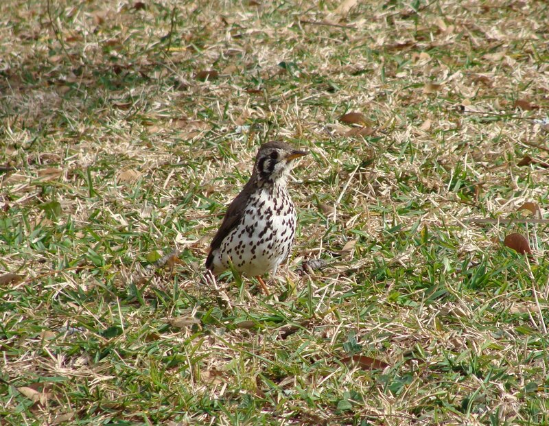 Spotted Thrush on Grass