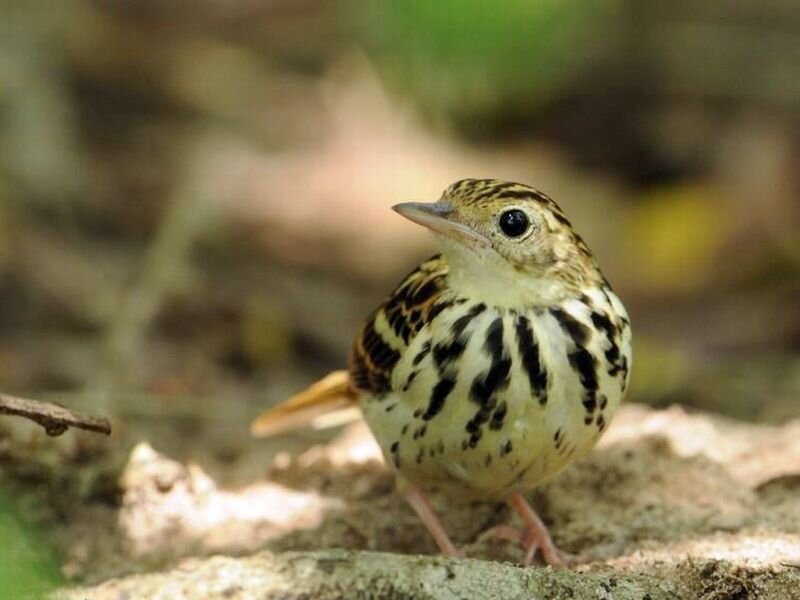 Spotted Thrush on Ground