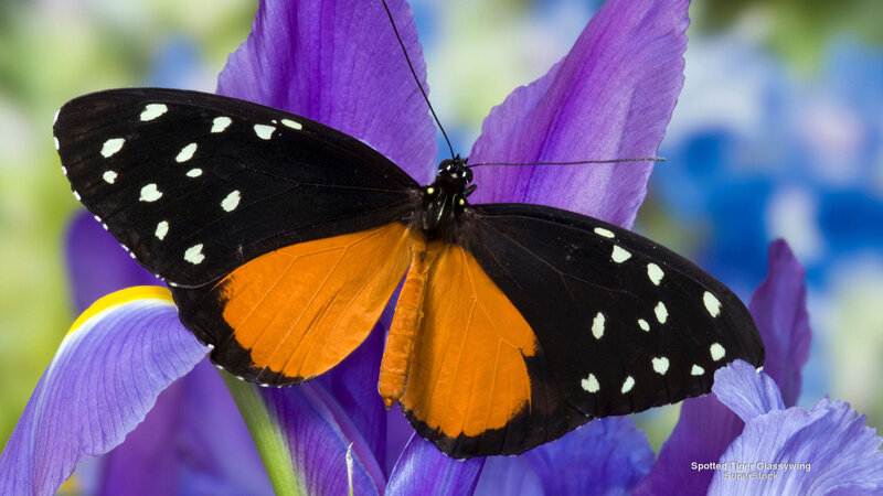 Spotted Tiger Glasswing Butterfly