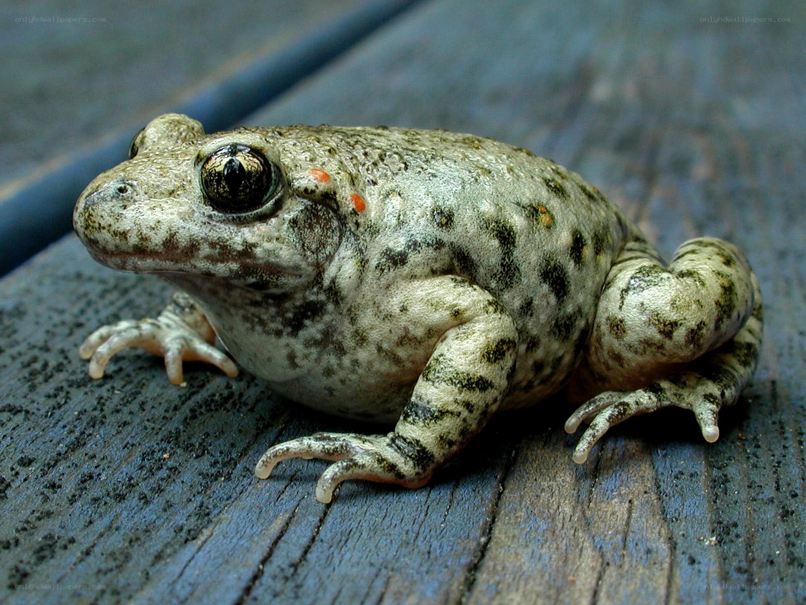 spotted toad on wooden surface