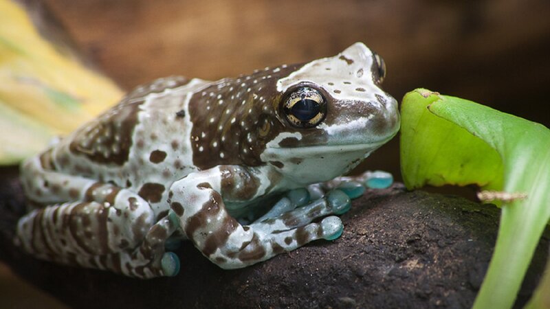 Spotted Tree Frog
