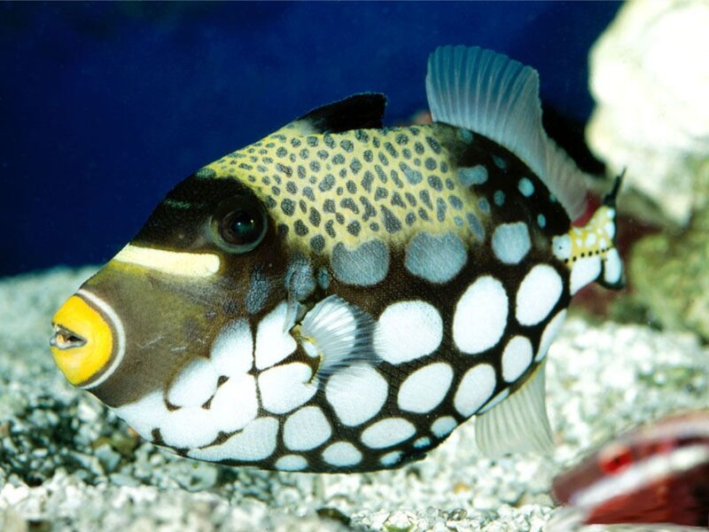 spotted trunkfish fish