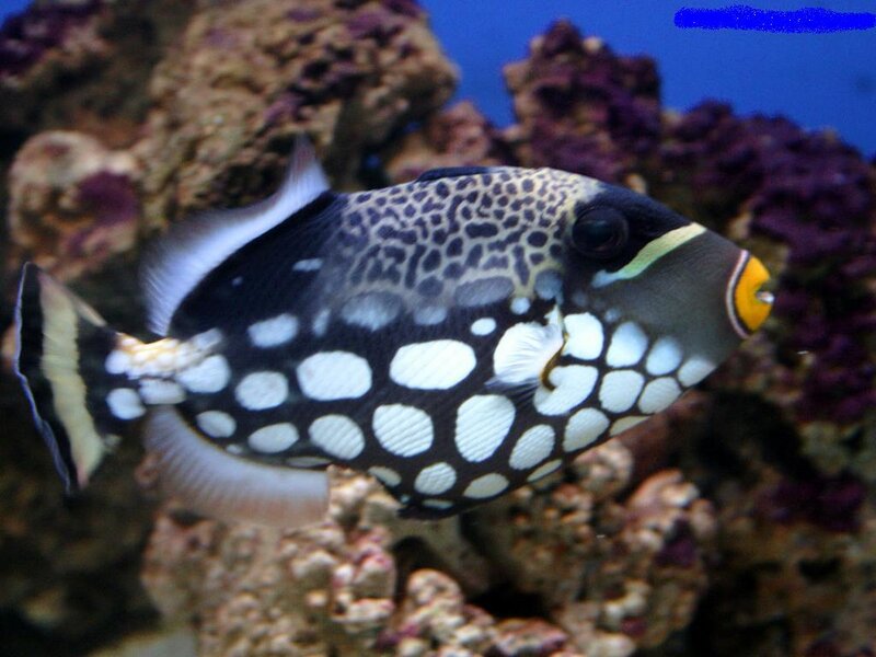 Spotted Trunkfish