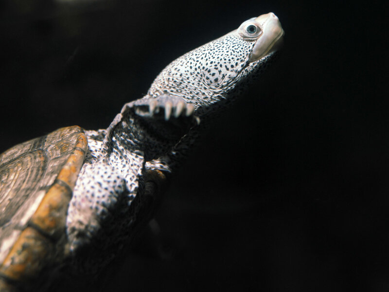 Spotted Turtle in Water