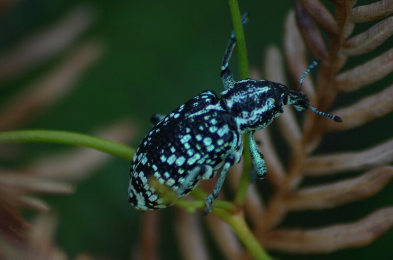 spotted weevil on plant stem
