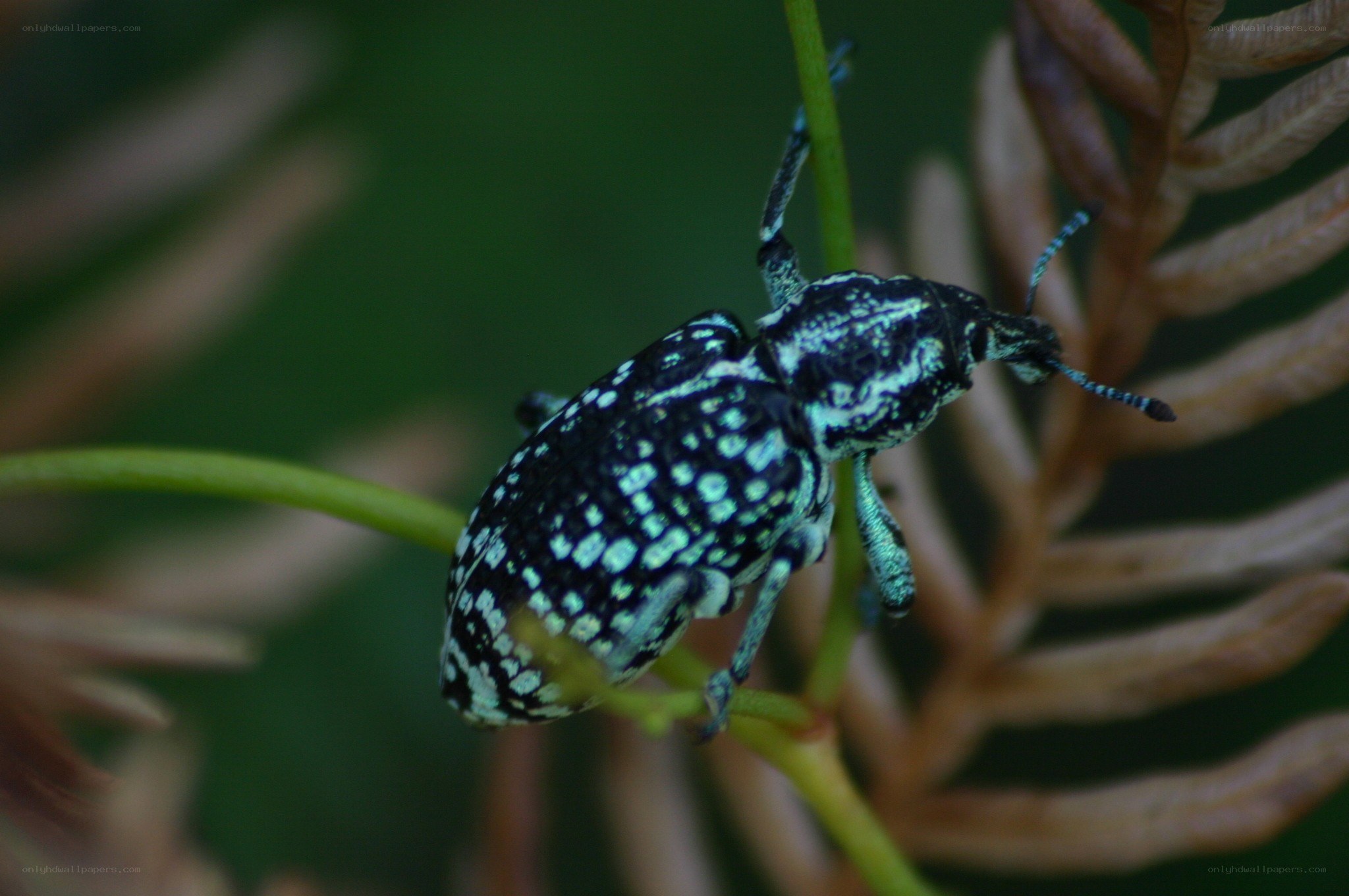 spotted weevil on plant stem