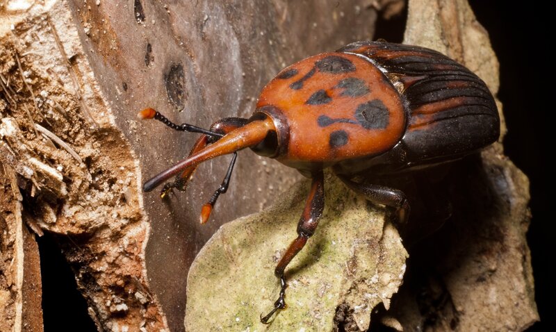 spotted weevil on tree bark