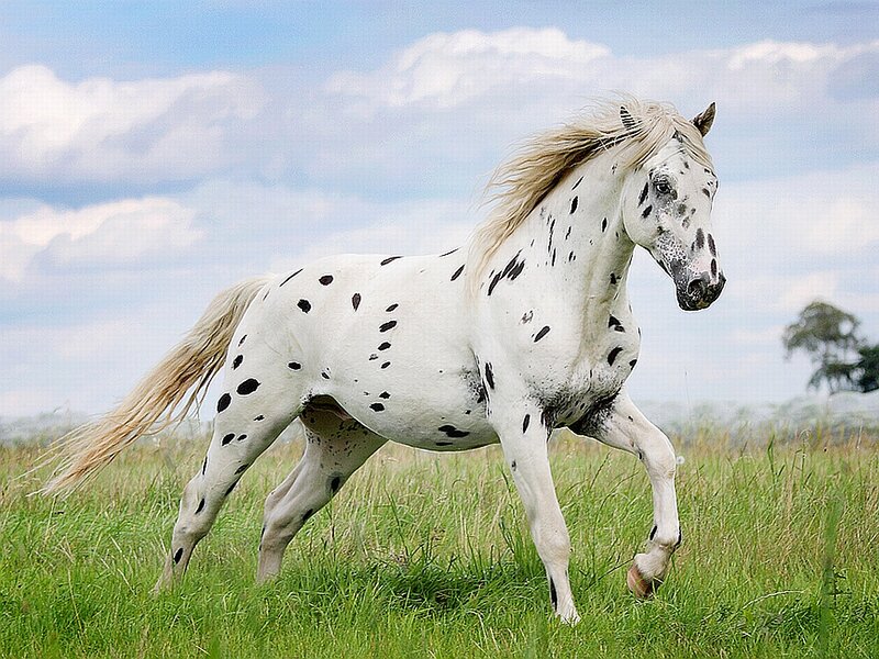 Spotted White Horse