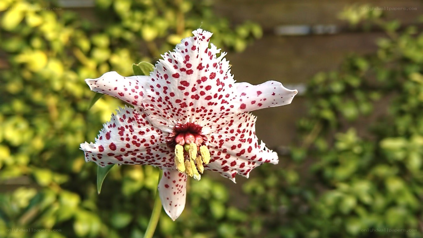 spotted white lily flower