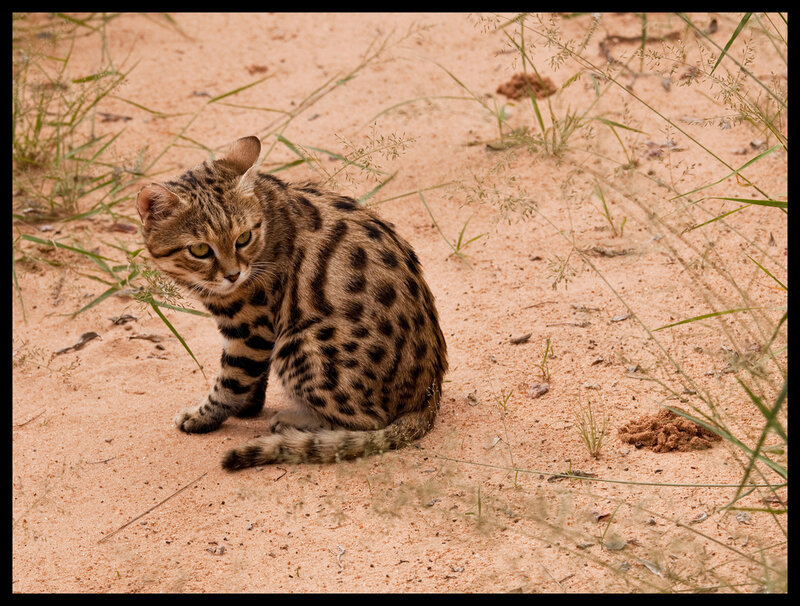 Spotted Wild Cat — Brown