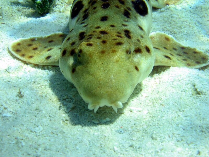spotted wobbegong shark