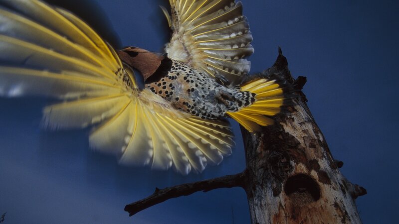 Spotted Woodpecker in Flight — Blue