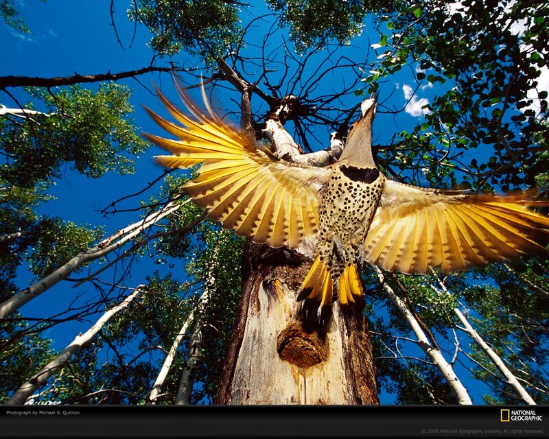 Spotted Woodpecker in Flight