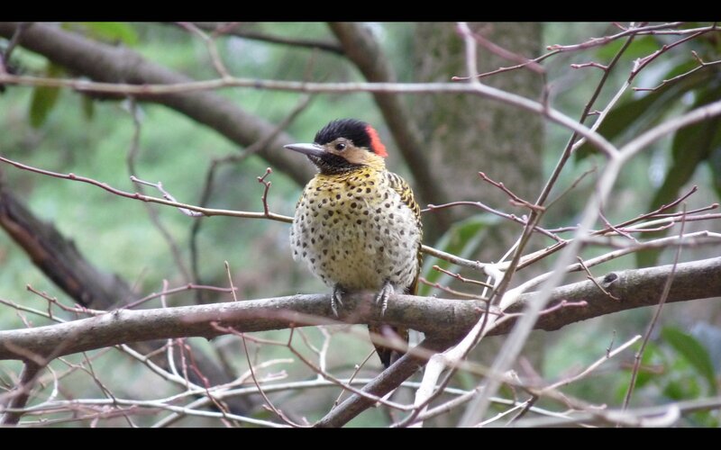 spotted woodpecker on a branch