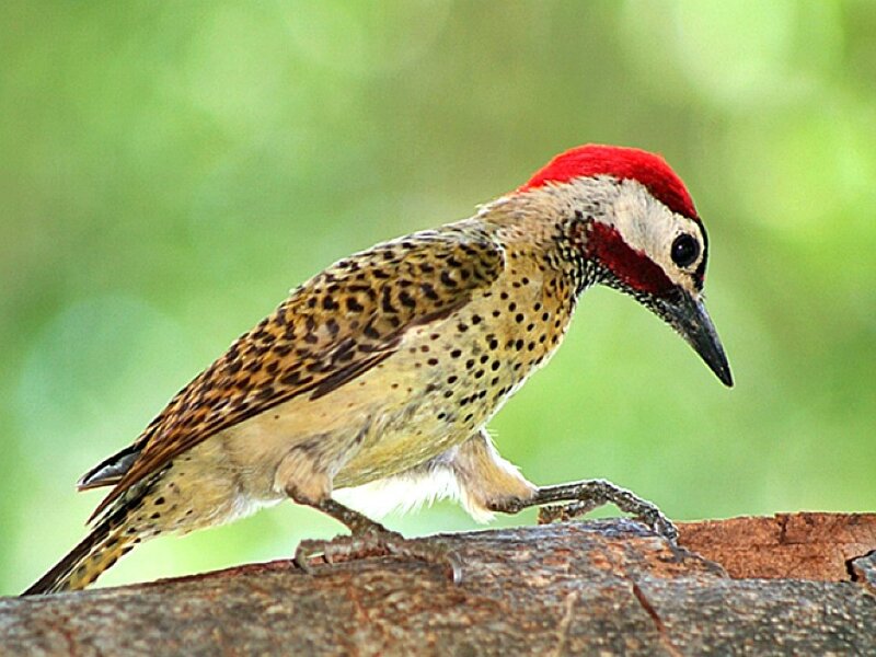 spotted woodpecker on branch