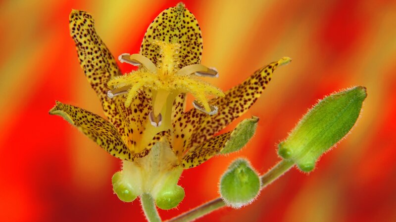 spotted yellow flower bloom