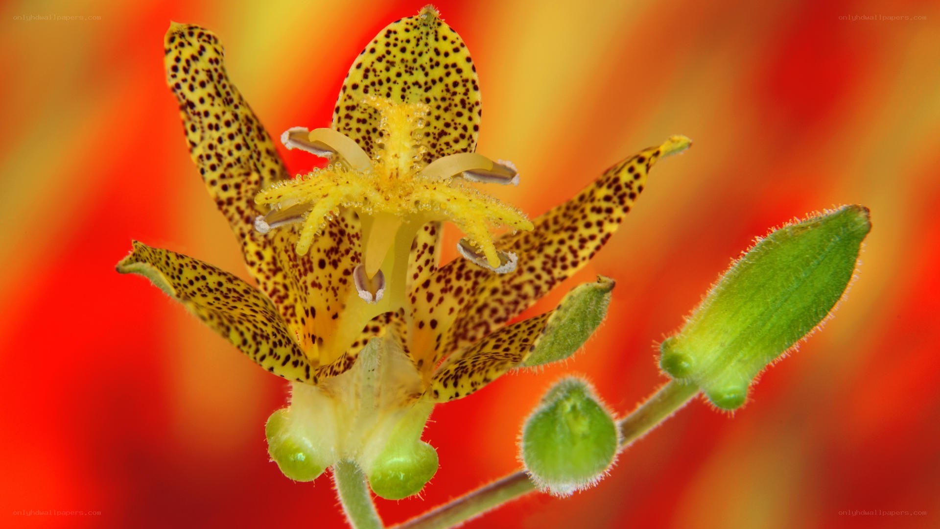spotted yellow flower bloom