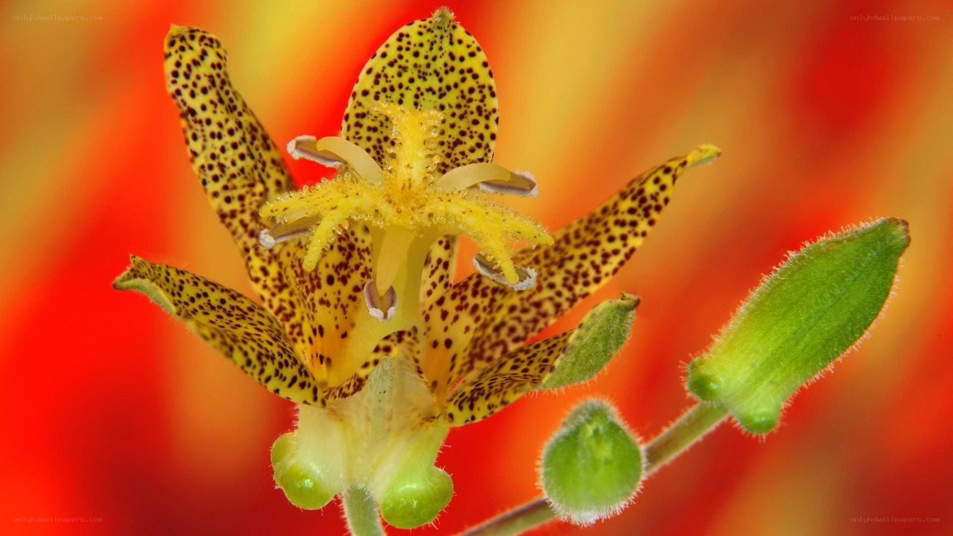 spotted yellow flower bloom