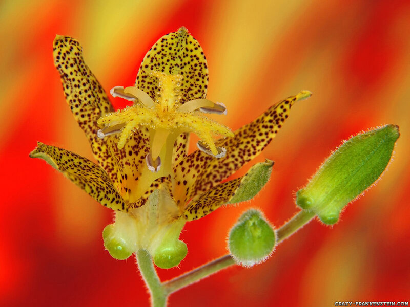 spotted yellow flower close-up