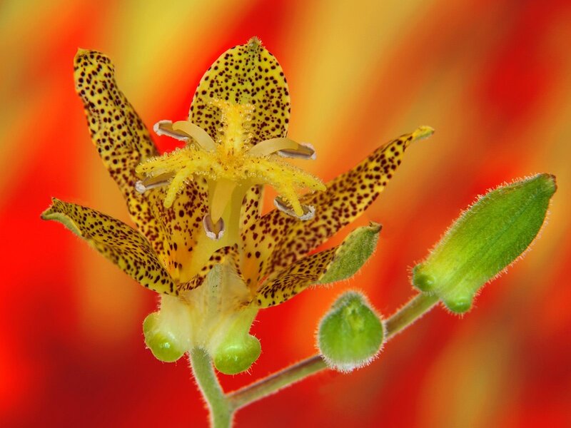 Spotted Yellow Flower — Vibrant, Photograph, Green Buds