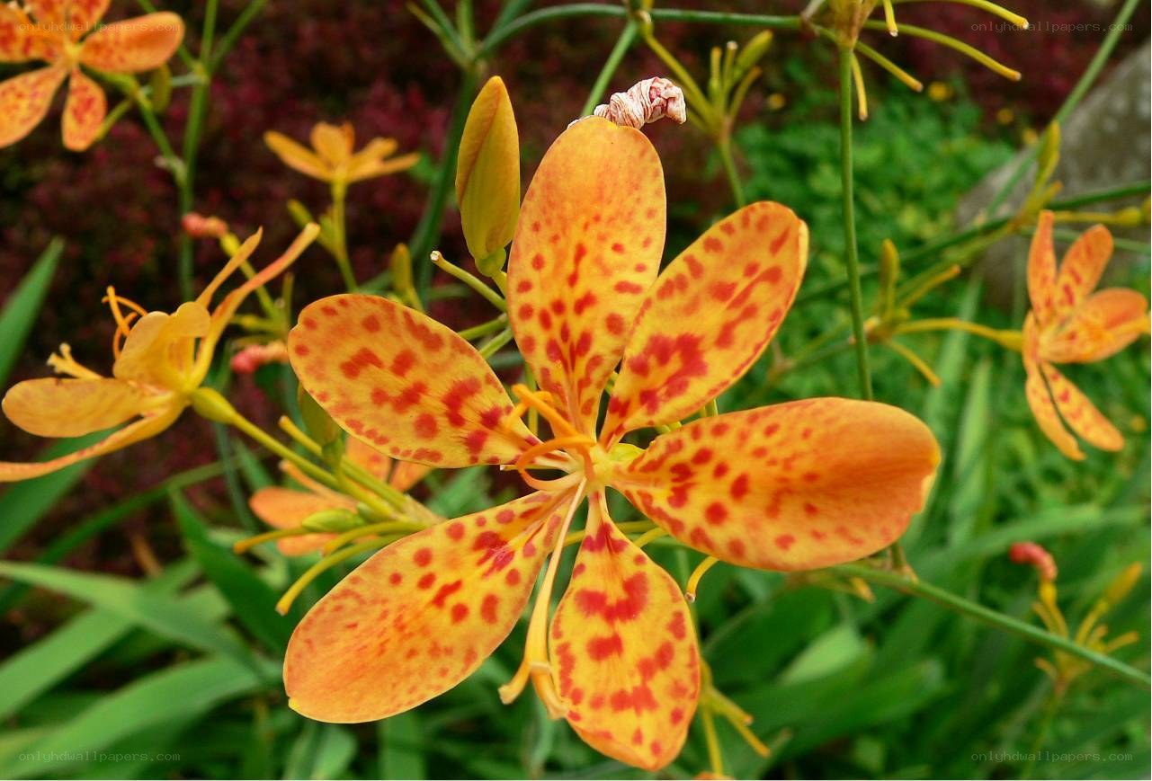 spotted yellow lily flower