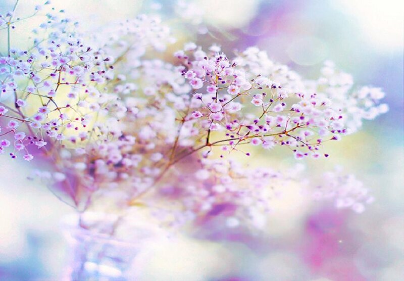 Spray of Baby's Breath Flowers