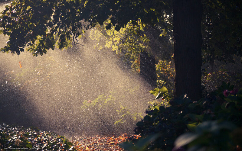 Spraying Water in Forest