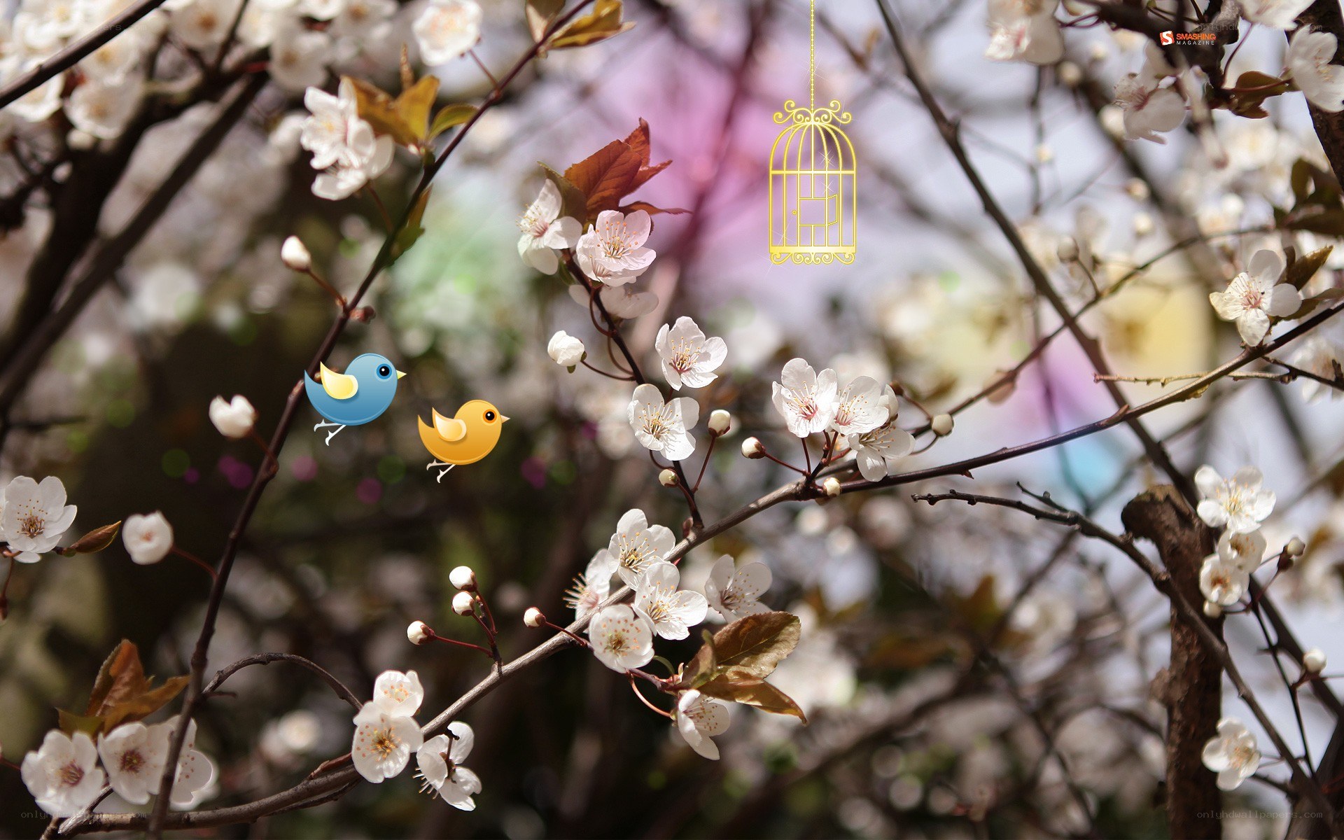 Spring birds on blossoming branches