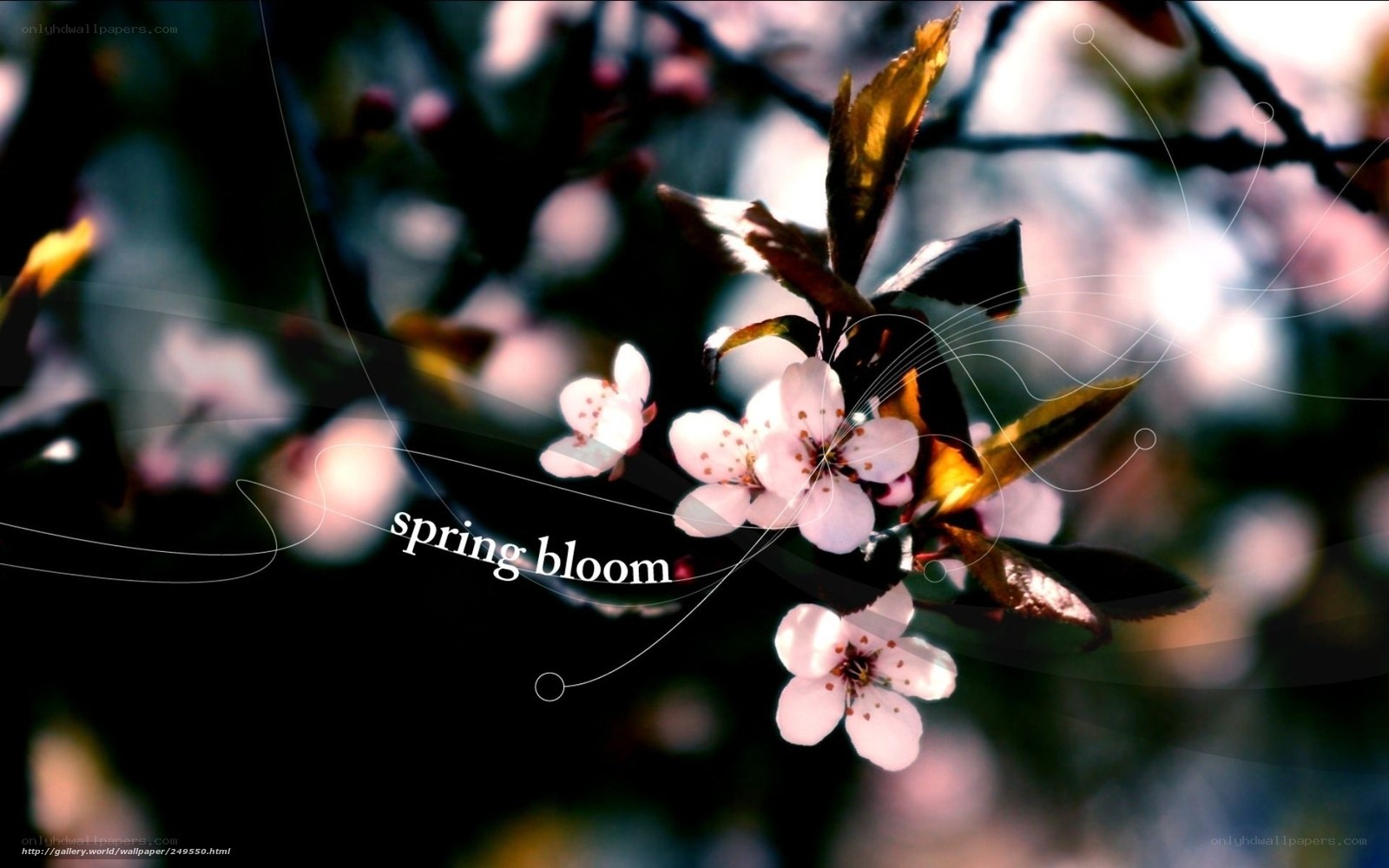 spring bloom flowers