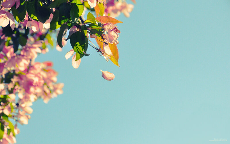 spring blossoms against blue sky