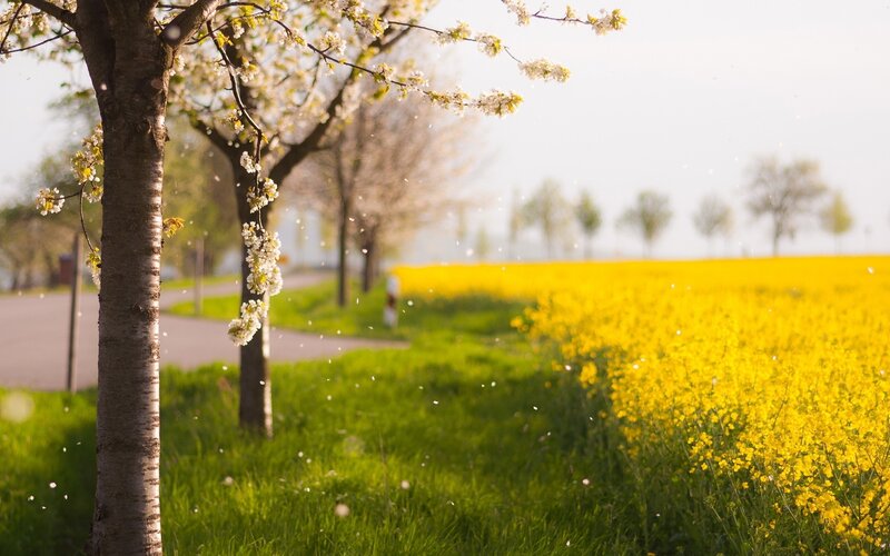 Spring blossoms and yellow field