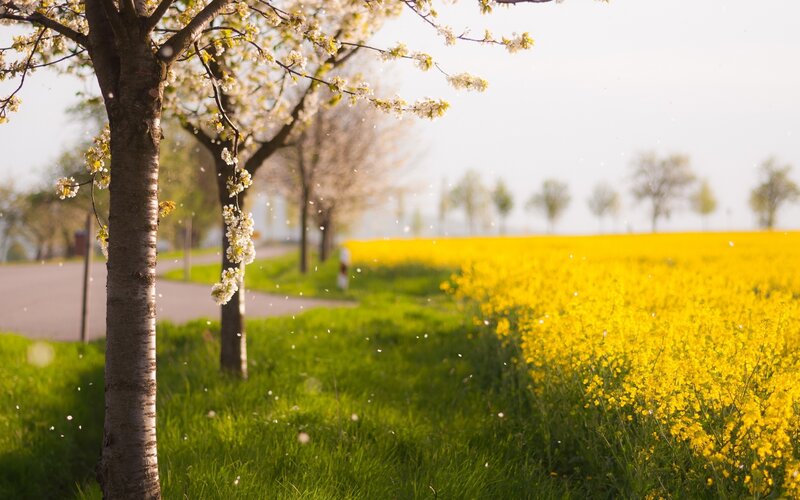 Spring blossoms and yellow field