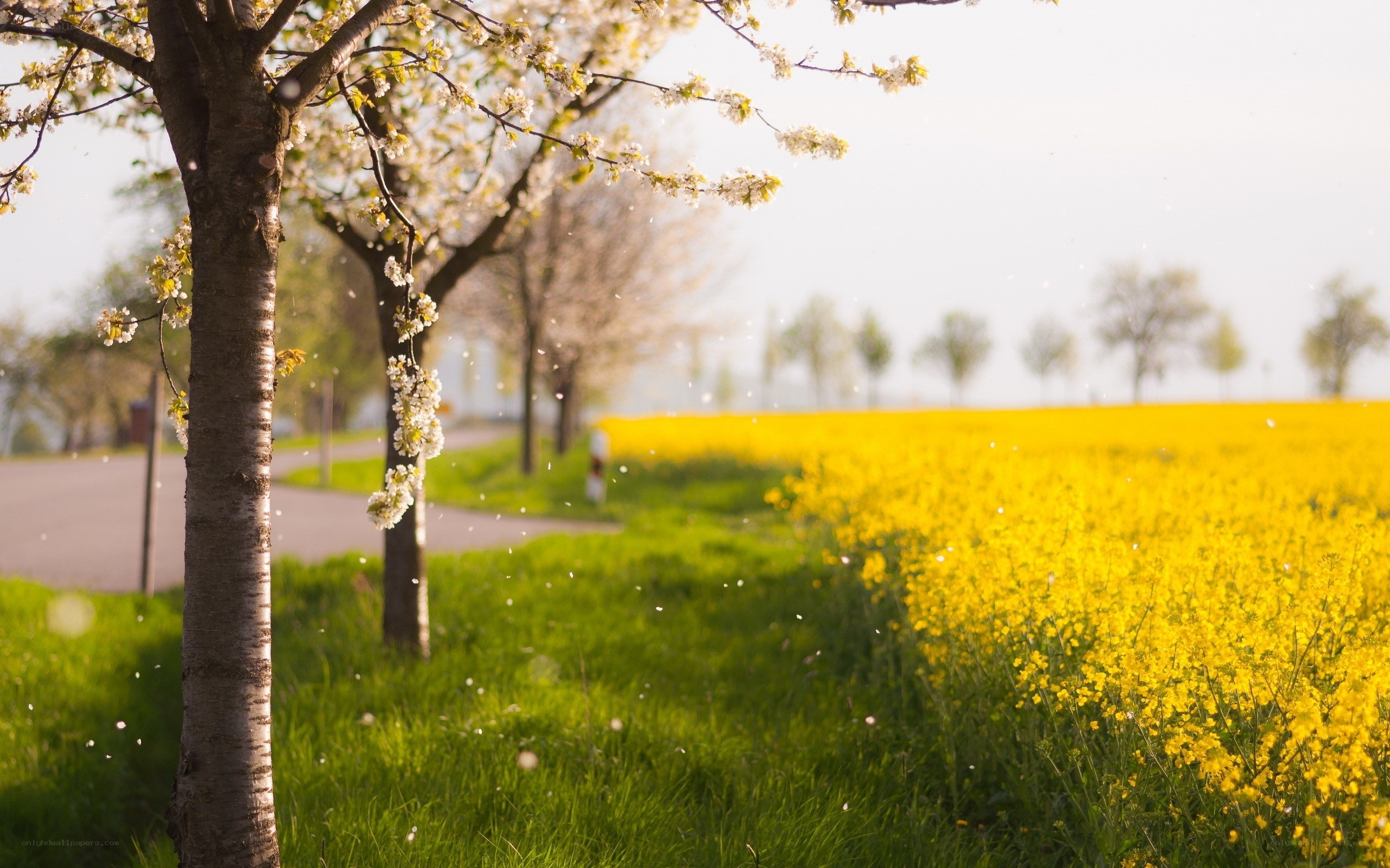 Spring blossoms and yellow field