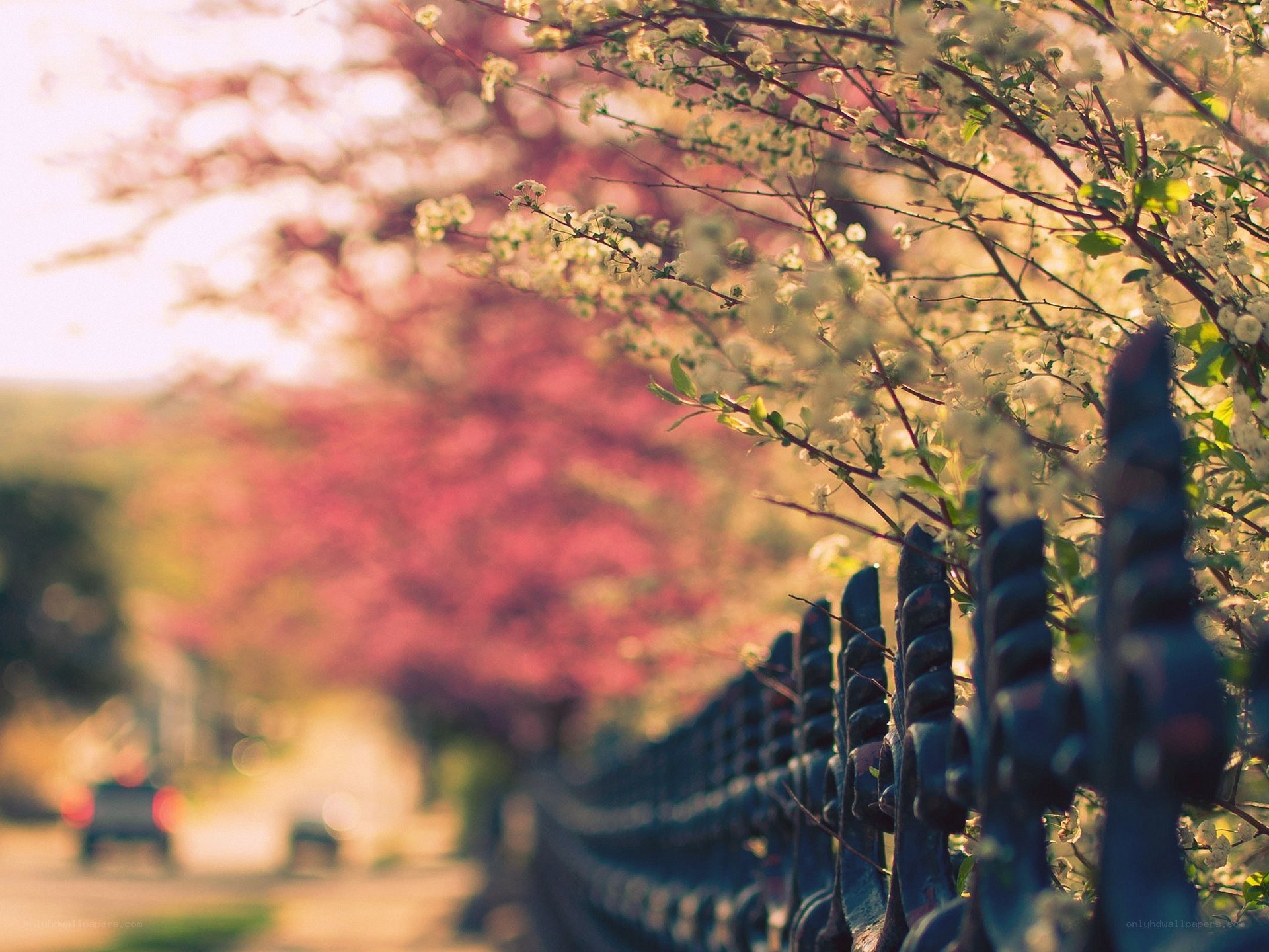 Spring blossoms by a fence