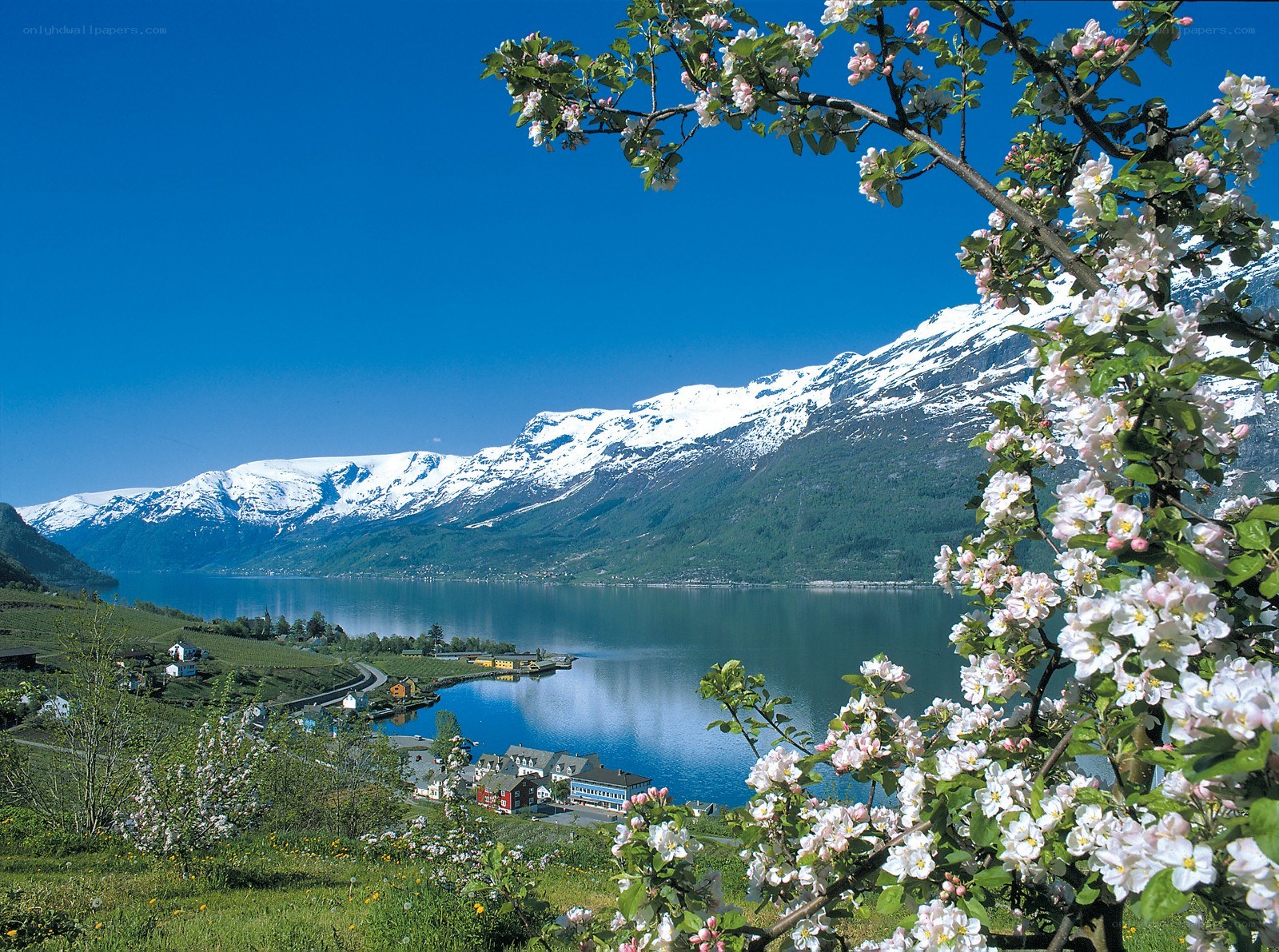 Spring blossoms by a fjord