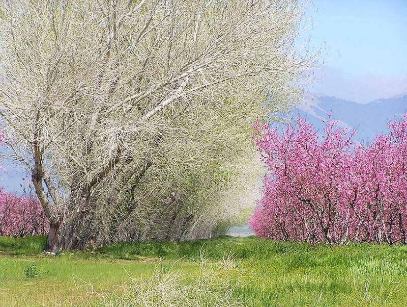Spring blossoms in a valley