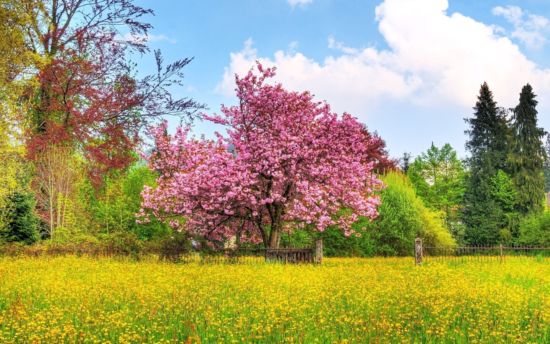 Spring blossoms in a yellow field