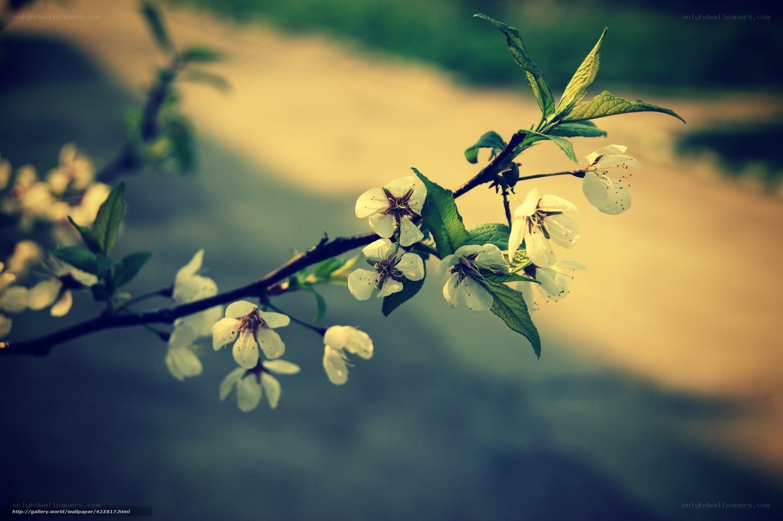Spring blossoms on a branch