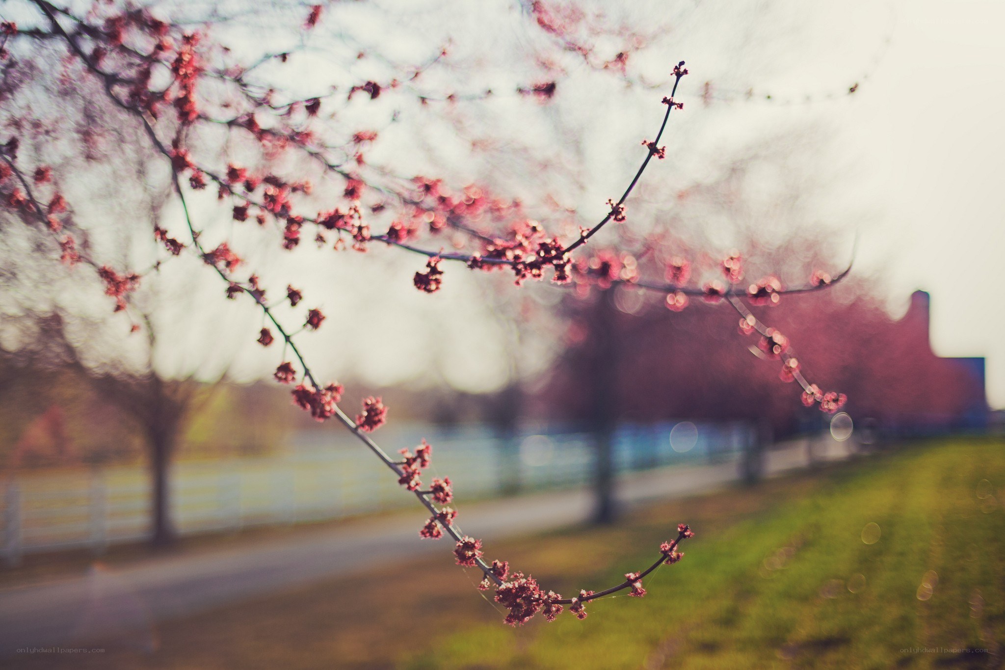 Spring blossoms on a branch