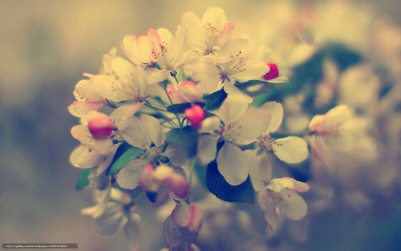 Spring blossoms on a branch